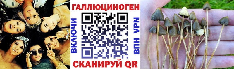 Галлюциногенные грибы Psilocybe Рошаль